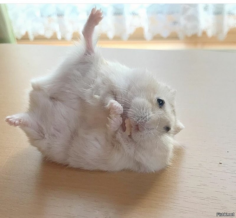 Солянка от 16.09.2020