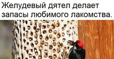 Ага, монахи, да-да!