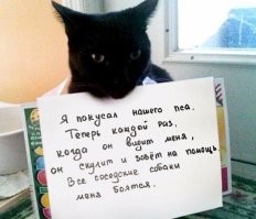 Когда отец служил в авиации, несколько лет жили на Итурупе. В военном городке к нам приблудился кот. Как оказалось многим позднее, породистый - курильский бобтейл. Крепкий, коренастый, кисточки на ушах и баки как у рыси, когти/зубы и короткий хвост. Так вот собак посёлка держал на кончике когтя. Сколько, помню, раз бывало: выпускаем погулять. Через несколько минут с первого этажа бешеные, нечеловеческие звуки. Выходим - в одном углу на площадке сидит авторитетный Пух, в другом жмутся измордованные псы, каждый из которых больше его втрое-впятеро. Отчаянный котяра был. Жаль, пришлось на острове и оставить.