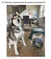 А какую переноску хотели заказать для взрослой хаски? Форд Куга? Ниссан Кашкай?