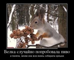 Белка встретила грибника и сломалась