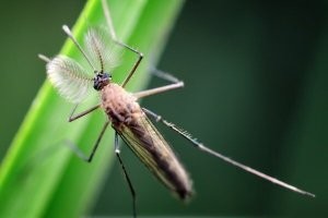 Ё-моё, у самцов тоже есть хоботки. Отличие только в "усах" . Задолбали юннаты