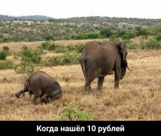 Прикольные и смешные картинки