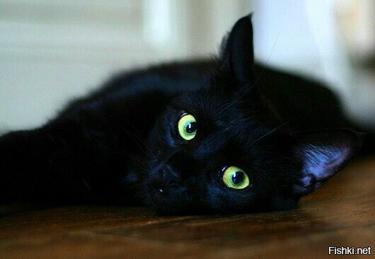 Соседка. Она, конечно.
И кот. Панфнутий.