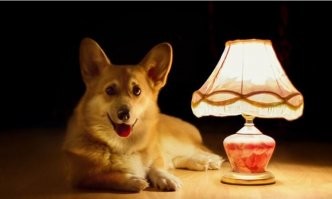 Ну не, история же про кота, значит должна быть другая зверушка, собака например.