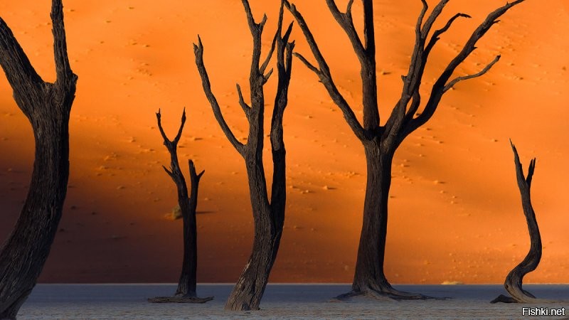 Может и он фотал. А потом в фотошопе обработал) Вот оригинал: Мертвый лес Намибия.