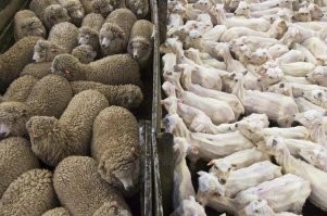 В Австралии овцу спасли от собственной шерсти