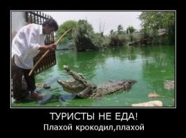 У этих Австралийцев вообще страха нет