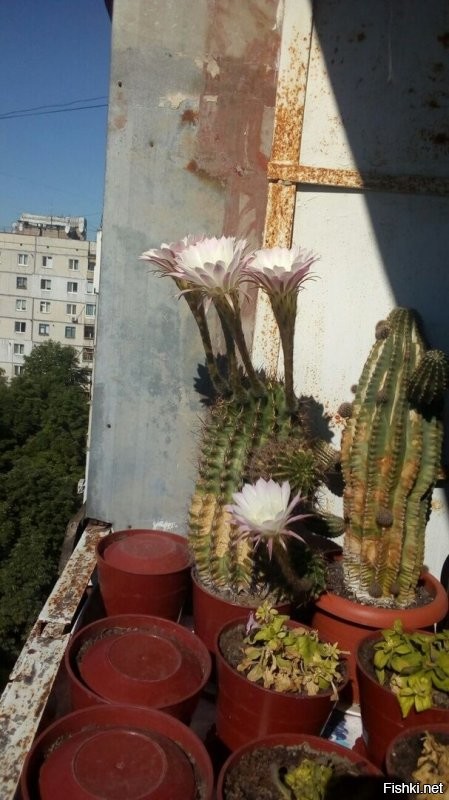 Что то в этом году кактус психанул
