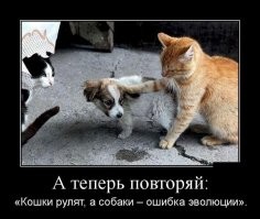 Псу пришлось пойти на хитрость, чтобы пройти мимо грозного кота