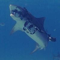 «Когда вы фотографируете тигровую акулу, а она уплывает с вашей камерой» - всяко лучше, чем с кажем, с вашей рукой.
ПС. А она точно тигровая?
