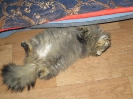 У моего подобрашки (ой, только нынешнему хозяину квартиры не говорите!!!) колтуны были как на сибирских валенках войлок! Пришлось стричь...