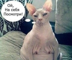 Обрили уже: 30 котов, которым сделали забавные стрижки перед операциями