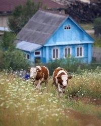 Молочко !!  Да это бычки ))))