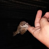 Дочка на даче подобрала, выкормила. Теперь ручной.