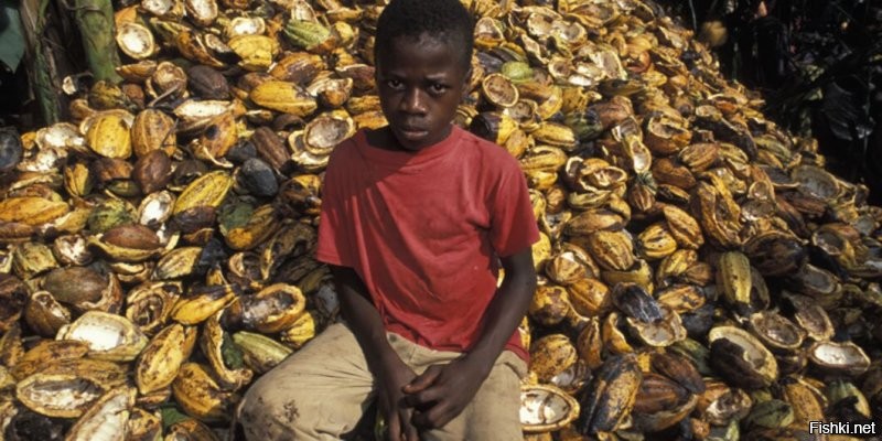 Маленькому Бумбе 9 лет и его работа таскать пять мешков с плодами какао в день.
Если вы задонатите нам всего пять долларов, то мы сможем купить кнут и этот ленивый ниггер будет таскать все двадцать.