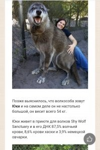 Заинтерисовал волчара)))
Оказалось что это не волк,а волкособ...