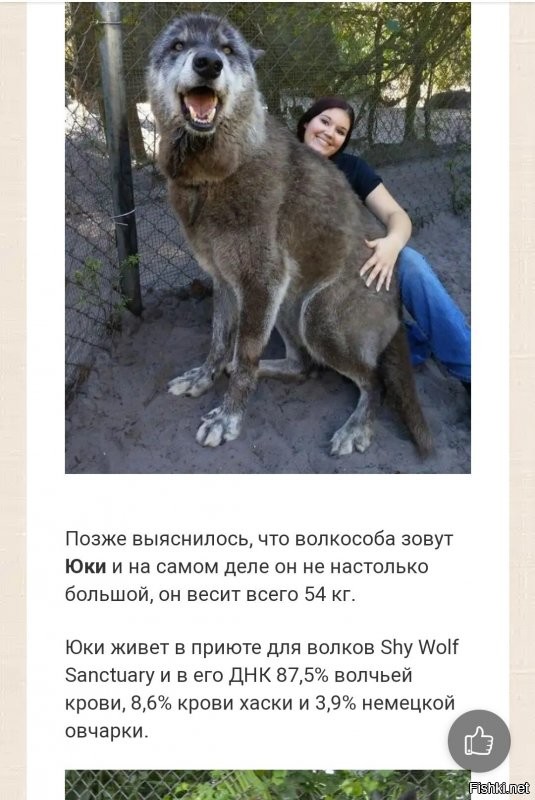 Заинтерисовал волчара)))
Оказалось что это не волк,а волкособ...