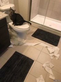 Кошки и туалетная бумага