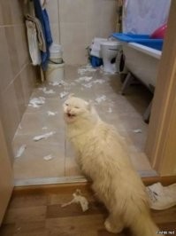 Кошки и туалетная бумага