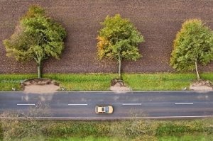В Германии даже деревья по линейке упали...