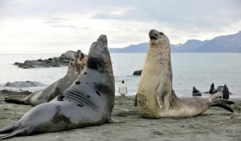 Туристки в Адлере подрались из-за замечания о целлюлите