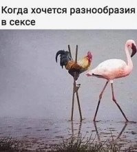 Прикольные и смешные картинки