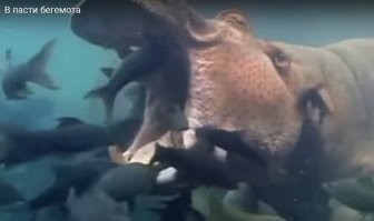 Не обходятся. Прилетают птички, приплывают рыбки.  Крокодилы тоже пользуются услугами.