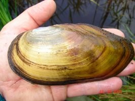 Я живу в полусотне км от устья Сима. Сим впадает в Белую (Агидель/АкИдел) между Асканышем и Охлебинино.
В низовьях есть не только перечисленные виды рыб, но и лещ, густёрка, подуст, синец, язь, жерех. 
Сам лично тягал сомиков на метр-полтора длины. В среднем и верхнем течении встречаются и хариус с форелью в прилове.
Речка, в основном мелкая, в брод можно перейти в любом месте, если бубенцы не отморозишь. Прозрачная. На отмелях много крупной перловицы.

Раньше, при царях, из этих ракушек, у на на Урале, добывали жемчуг целыми артелями. Истребили, почти, всех молюсков. Лов был запрещён. Популяция восстановилась, но вот ловцы жемчуга повымерли. 
Так что в былые времена, царские одёжки, и у нас и в йэвропах, расшивали нашим уральским пресноводным жемчугом. Азиаты рядом не стояли. То что вы сейчас можете увидеть в Грановитой палате выловлено, в том числе, и в Симу.