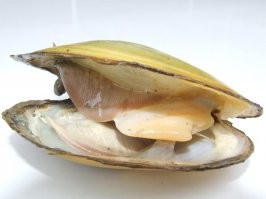 Я живу в полусотне км от устья Сима. Сим впадает в Белую (Агидель/АкИдел) между Асканышем и Охлебинино.
В низовьях есть не только перечисленные виды рыб, но и лещ, густёрка, подуст, синец, язь, жерех. 
Сам лично тягал сомиков на метр-полтора длины. В среднем и верхнем течении встречаются и хариус с форелью в прилове.
Речка, в основном мелкая, в брод можно перейти в любом месте, если бубенцы не отморозишь. Прозрачная. На отмелях много крупной перловицы.

Раньше, при царях, из этих ракушек, у на на Урале, добывали жемчуг целыми артелями. Истребили, почти, всех молюсков. Лов был запрещён. Популяция восстановилась, но вот ловцы жемчуга повымерли. 
Так что в былые времена, царские одёжки, и у нас и в йэвропах, расшивали нашим уральским пресноводным жемчугом. Азиаты рядом не стояли. То что вы сейчас можете увидеть в Грановитой палате выловлено, в том числе, и в Симу.