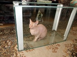 Я просто рыбка, наливай