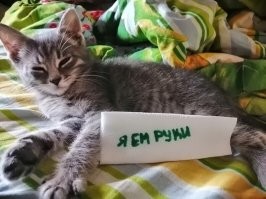 18 пушистых «преступников», которых поймали с поличным и пристыдили