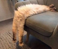 Герой мемов длиннокот Нобико скончался в возрасте 18 лет