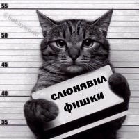 18 пушистых «преступников», которых поймали с поличным и пристыдили