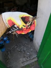 Я из колодца молодого дятла доставал, почему-то он не мог взлететь, но за дерево вцепился лихо и свалил. В первые в жизни так близко видел дятла, хоть рассмотрел.