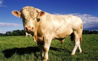 Самый крупный бык Украины, по кличке Репп. Вес полторы тонны.