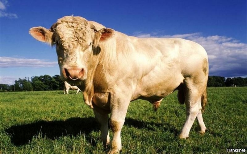 Самый крупный бык Украины, по кличке Репп. Вес полторы тонны.