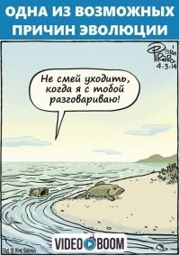 На Тасмании идет операция по спасению стада дельфинов