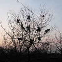 Коты прилетели.