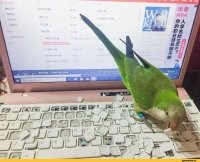 были у меня парочка волнистиков на вольном выпасе: трындец обоям вокруг гардин. и да - к лотку не приучить, подгузники не надеть. хоть скотчем жопу и клюв заматывай. разрушители еще те.