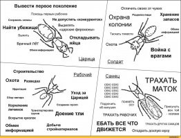 Инцесты, измены, групповуха, детский каннибализм: 20+ фактов о размножении животных