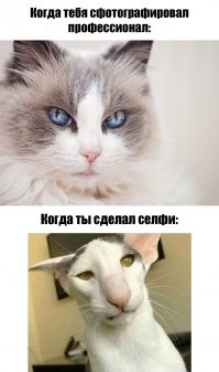 Прикольные и смешные картинки