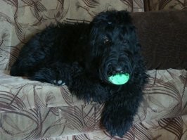 Рада, русский  чёрный терьер!