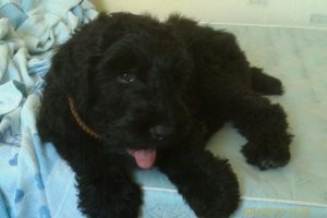 Рада, русский  чёрный терьер!