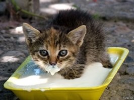 Без кота и жизнь не та!
