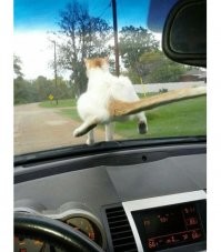 Без кота и жизнь не та!