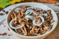 Самый крупный живой организм на планете