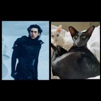 Прикольные и смешные картинки