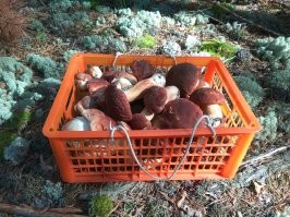 22 сентября 2020 г. Новосибирская обл., Караканский бор. Местный мицелий белого гриба, выдал третий за лето урожай боровиков.