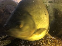 меняю на трёх хомячков и старая пиранья вместе с аквариумом в придачу.. тещу могу в нагрузку предложить..))